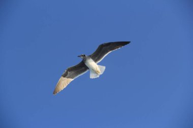 Martı denizin üstünde yüzüyor yiyecek arıyor ve avlanıyor.