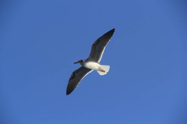 Martı denizin üstünde yüzüyor yiyecek arıyor ve avlanıyor.