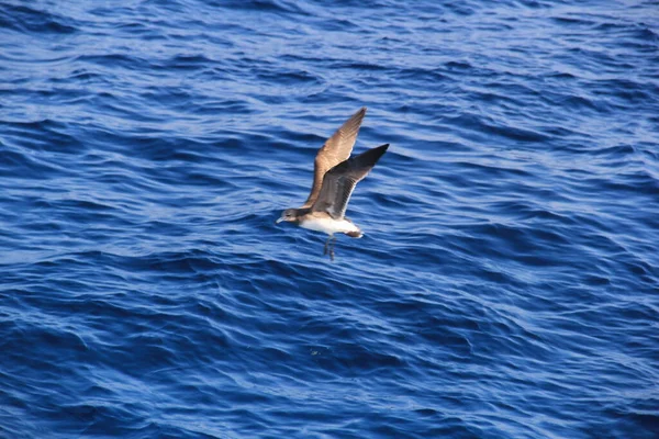 Martı Denizin Üstünde Yüzüyor Yiyecek Arıyor Avlanıyor — Stok fotoğraf