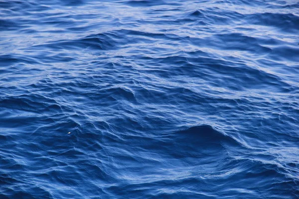 Martı Denizin Üstünde Yüzüyor Yiyecek Arıyor Avlanıyor — Stok fotoğraf