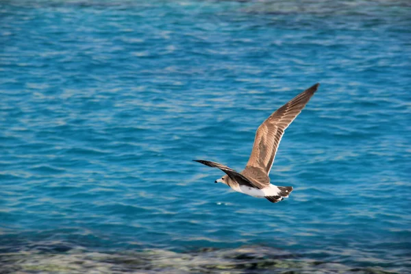 海の上で空を飛ぶカモメは食べ物を探して狩り — ストック写真