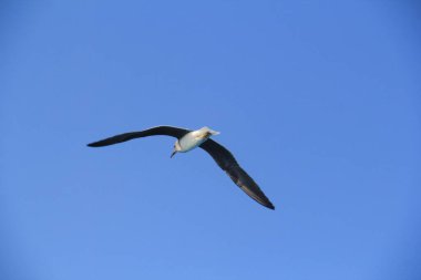 Martı denizin üstünde yüzüyor yiyecek arıyor ve avlanıyor.