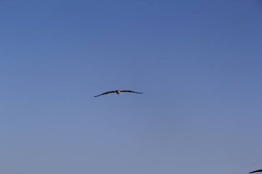 Martı denizin üstünde yüzüyor yiyecek arıyor ve avlanıyor.