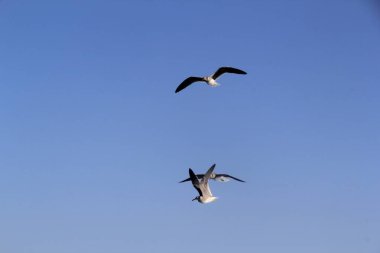 Martı denizin üstünde yüzüyor yiyecek arıyor ve avlanıyor.