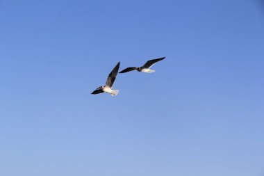 Martı denizin üstünde yüzüyor yiyecek arıyor ve avlanıyor.