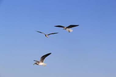 Martı denizin üstünde yüzüyor yiyecek arıyor ve avlanıyor.