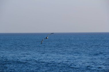 Martı denizin üstünde yüzüyor yiyecek arıyor ve avlanıyor.