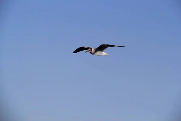 Burung Camar Yang Terbang Langit Atas Laut Mencari Dan Mencari — Stok Foto