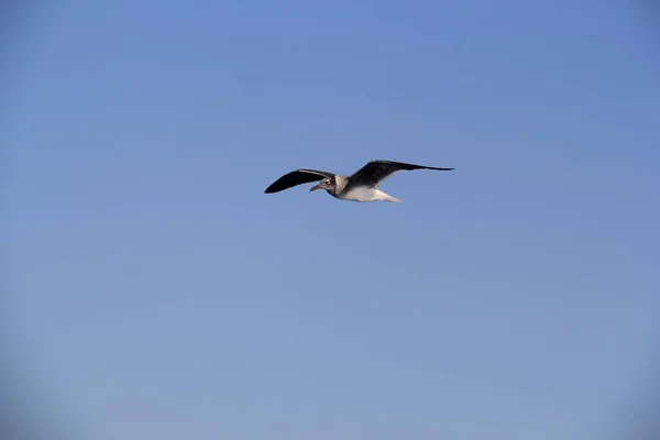 Zeemeeuw Wapperen Lucht Boven Zee Zoek Naar Voedsel — Stockfoto