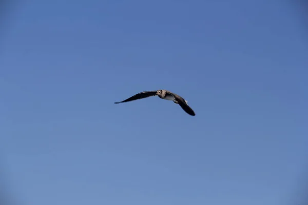 海鸥在海面上飞舞觅食 — 图库照片