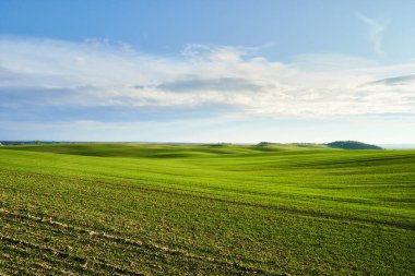 Güneşli gökyüzünün altındaki yuvarlanan tepelerde canlı yeşil buğday tarlaları. Genç mısır gevreği bitkisinin huzurlu pastoral manzarası, pitoresk kırsal manzara. Kırsal bölge. Bitmeyen çimenler. Doğanın güzelliği