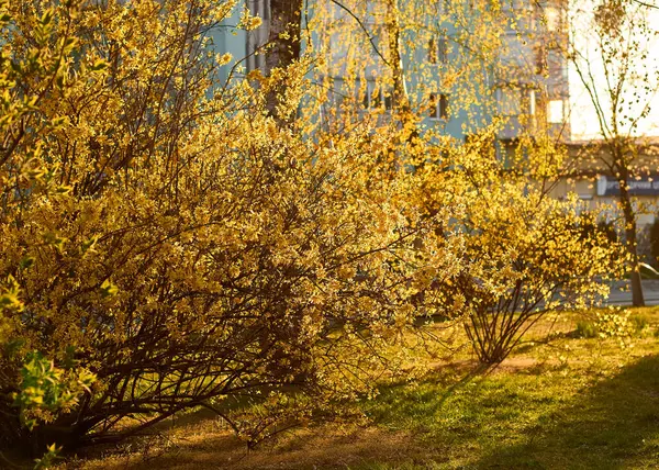 Baharda açan sarı fındık çiçekleri. Çiçek açan bahçe çalıları Forsythia Sınırı iç medyası, Avrupa, arka bahçede çiçek açıyor. Yoğun altın çan şeklindeki çiçekler dalları kaplar.