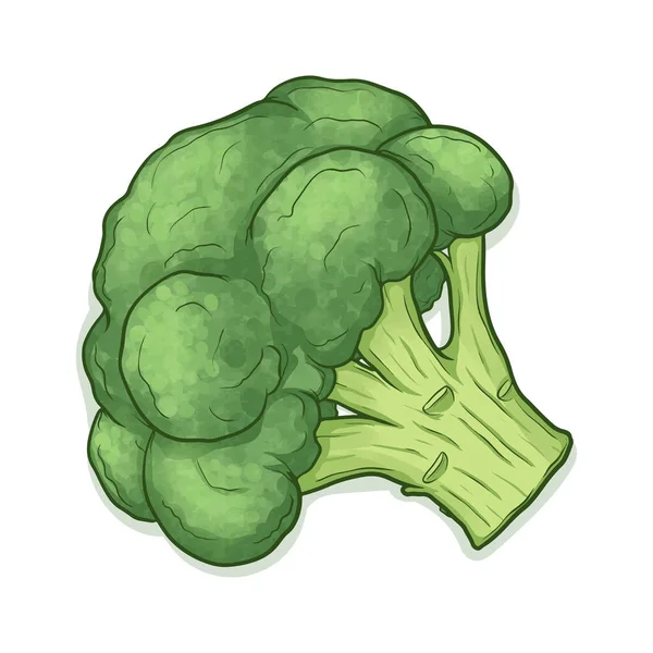 Brokoli Gambar Tangan Pada Latar Belakang Putih - Stok Vektor