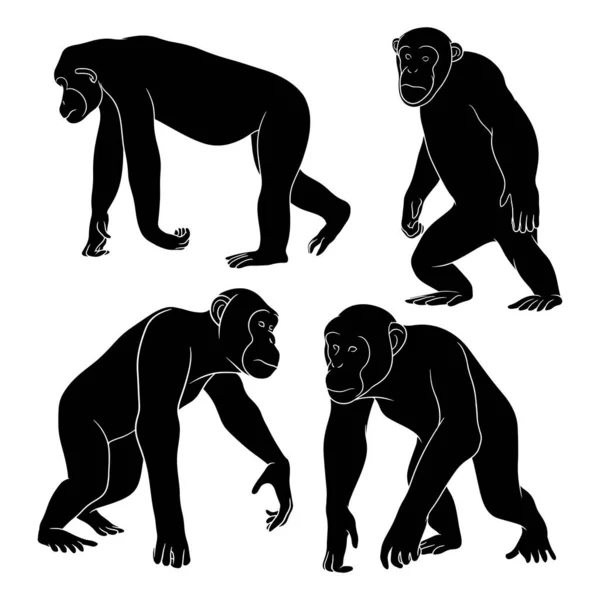 Met Hand Getekend Silhouet Van Chimpansees — Stockvector