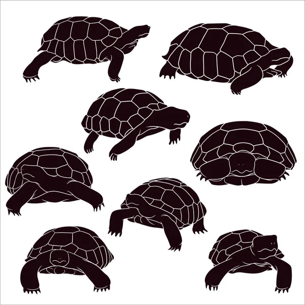 Hand Drawn Silhouette Tortoise — Stock Vector