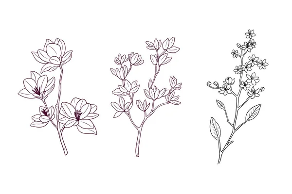 Çiçek Açan Çiçek Botanik Konsepti Çizimi Vektör Illüstrasyonu — Stok Vektör