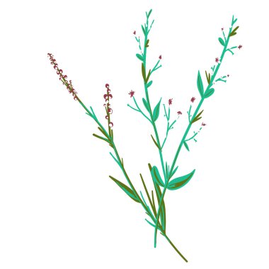 Field Flowers on Branch. Wildflower Icon. Hand Drawn Meadow Plant Isolated on Transparent Background. Vector illustration