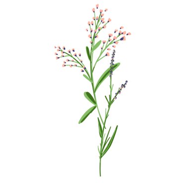 Field Flowers on Branch. Wildflower Icon. Hand Drawn Meadow Plant Isolated on Transparent Background. Vector illustration