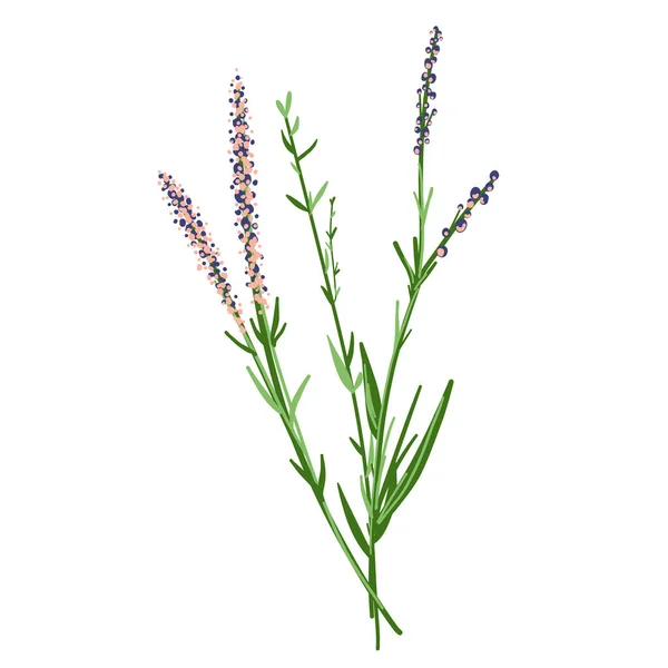 Field Flowers Branch Wildflower Icon Hand Drawn Meadow Plant Isolated — Image vectorielle