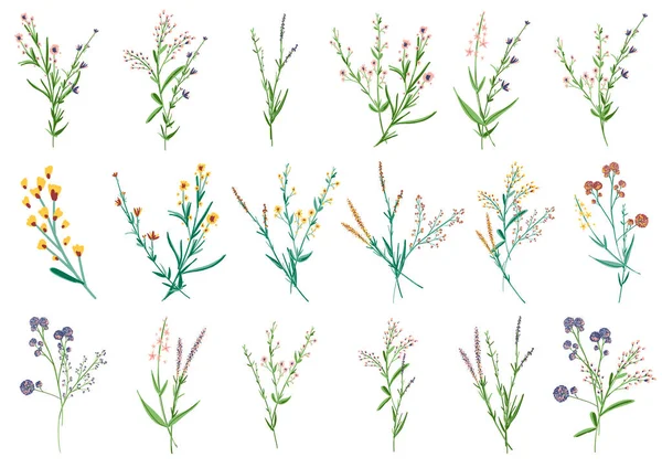 Grandes Elementos Florales Botánicos Pequeñas Ramas Dibujo Hojas Hierbas Plantas — Vector de stock