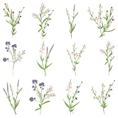 Büyük set botanik çiçekleri. Küçük çizim dalları, yapraklar, bitkiler, yabani bitkiler, çiçekler. Bahçe, çayır, tarla toplama yaprağı, yapraklar, dallar. Çiçek vektör illüstrasyonu