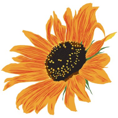 Yapraklı ayçiçeği çiçeği. Parlak Renkli Sanatsal El Çiçek Çizimi. El Rengi Elementi. Vektör İllüzyonu Beyaz 'da izole edildi. Vektör illüstrasyonu