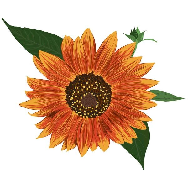 Sonnenblume Mit Blättern Helle Bunte Künstlerische Handzeichnung Floral Illustration Handgezeichnetes Vektorgrafiken