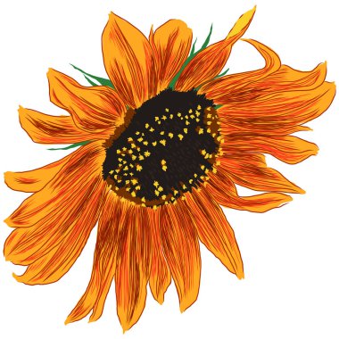 Yapraklı ayçiçeği çiçeği. Parlak Renkli Sanatsal El Çiçek Çizimi. El Rengi Elementi. Vektör İllüzyonu Beyaz 'da izole edildi. Vektör illüstrasyonu