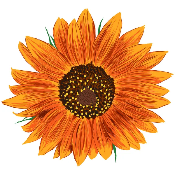 Sunflower Flower with Leaves. Bright Colorful artistic Hand Drawing Floral Illustration. Hand Drawn Color Element. Vector Illustration Isolated on White. Vector illustration
