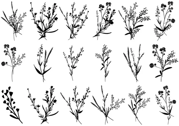 Великий Набір Силуетів Ботанічних Квіткових Елементів Гілки Листя Трави Дикі — стоковий вектор