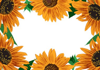 Ayçiçeği ve Yaprak Çerçevesi. Çiçeklerle Parlak Renkli Sanatsal Sınır. El Çizimi Çiçek İllüstrasyonu. Farklı sosyal medya tasarımı için bir unsur. Vektör Resimleri Beyazda İzole Edildi. 