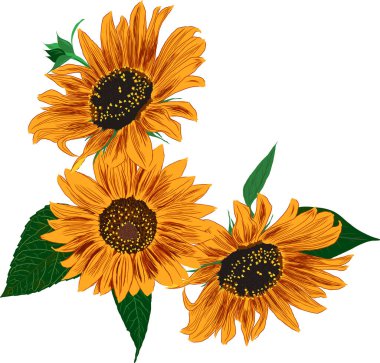 Ayçiçeği ve Yaprak Çerçevesi. Çiçeklerle Parlak Renkli Sanatsal Sınır. El Çizimi Çiçek İllüstrasyonu. Farklı sosyal medya tasarımı için bir unsur. Vektör Resimleri Beyazda İzole Edildi. 