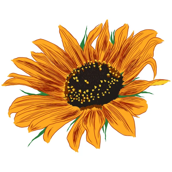 Квітка Соняшнику Листям Яскравий Барвистий Художній Малюнок Квіткова Ілюстрація Ручний — стоковий вектор
