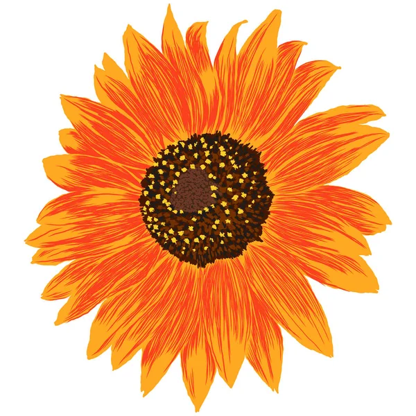 Slunečnicový Květ Listy Jasné Barevné Umělecké Ruční Kreslení Květinové Ilustrace — Stockový vektor