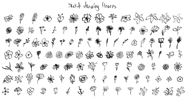 Skizze Zeichnung Blume Sammlung Großes Set Künstlerischer Tuschpinsel Gezeichnet Kleine — Stockvektor