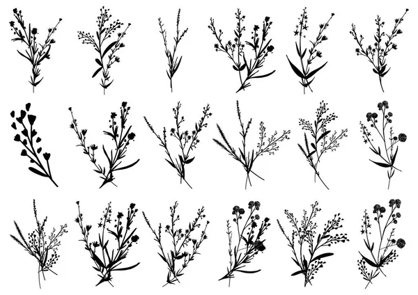 Duży Zestaw Sylwetki Botaniczne Kwiaty Elementów Gałęzie Liście Zioła Dzikie — Wektor stockowy