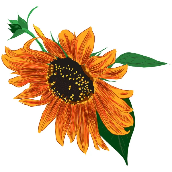 Sunflower Flower with Leaves. Bright Colorful artistic Hand Drawing Floral Illustration. Hand Drawn Color Element. Vector Illustration Isolated on White. Vector illustration
