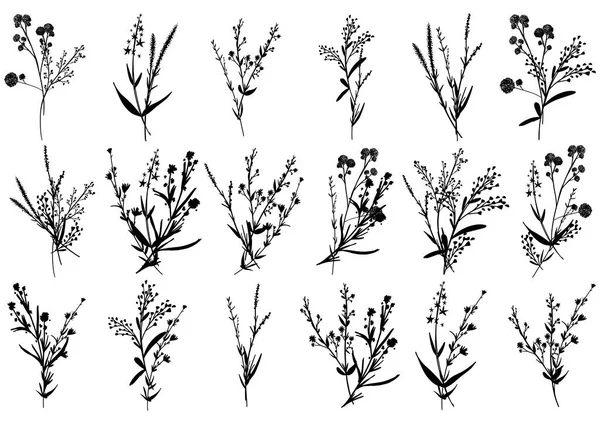 Große Silhouetten Botanische Blüten Florale Elemente Zweige Blätter Kräuter Wildpflanzen — Stockvektor