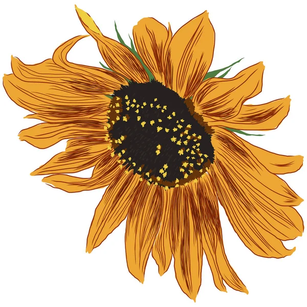 Sonnenblume Mit Blättern Helle Bunte Künstlerische Handzeichnung Floral Illustration Handgezeichnetes — Stockvektor