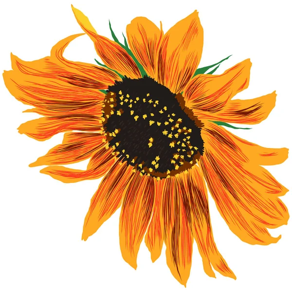 Solros Blomma Med Blad Ljusa Färgglada Konstnärliga Hand Ritning Blommig — Stock vektor