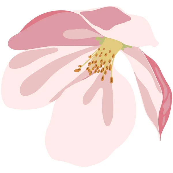 Rosafarbene Blütenknospe Sakura Oder Kirschblütenbaum Hand Zeichnen Schönheit Pflanze Cartoon — Stockvektor