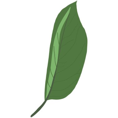 Yeşil Yaprak. Sakura veya Kiraz Çiçeği Ağacı. El çizimi fabrikası. Beyaz Arkaplanda Çizgi film Vektör İllüstrasyonu. Vektör illüstrasyonu