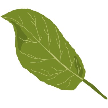 Yeşil Yaprak. Sakura veya Kiraz Çiçeği Ağacı. El çizimi fabrikası. Beyaz Arkaplanda Çizgi film Vektör İllüstrasyonu. Vektör illüstrasyonu