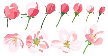 Pembe çiçek seti. Sakura veya Kiraz Çiçeği Ağacı. El çizimi Çiçekler ve Yapraklar. Çizgi film stili. Vektör illüstrasyonu