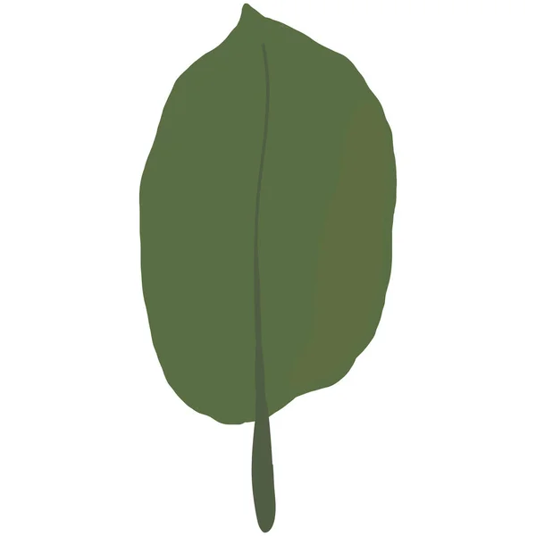 Πράσινο Φύλλο Σακούρα Κεράσι Μπλουμ Χειροποίητο Φυτό Ομορφιάς Εικονογράφηση Διάνυσμα — Διανυσματικό Αρχείο