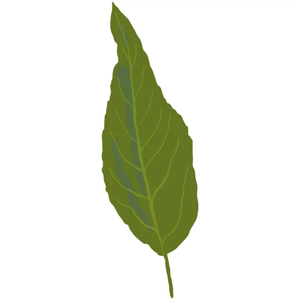 Зелений Лист Сакура Або Вишневе Блум Дерево Ручний Креслення Заводу — стоковий вектор