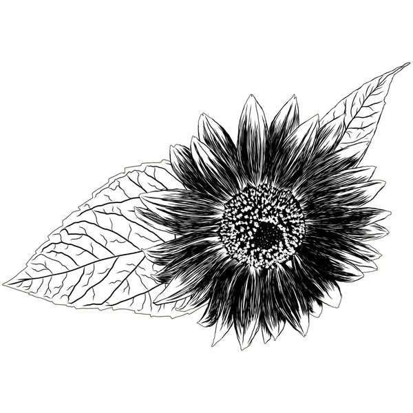 Outline Sunflower Flower with Leaves. Black and White artistic Hand Drawing Floral Illustration. Sketch Drawn Element. Vector Illustration Isolated on White.