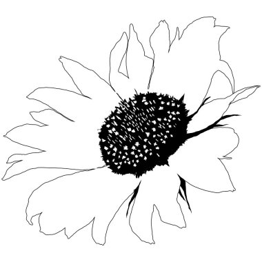 Yapraklı Ayçiçeği çiçeğinin ana hatları. Siyah ve Beyaz Sanatsal El Çiçek Çizimi. Sketch Drawn Element. Vektör Resimleri Beyazda İzole Edildi. 