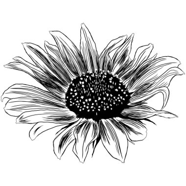 Yapraklı Ayçiçeği çiçeğinin ana hatları. Siyah ve Beyaz Sanatsal El Çiçek Çizimi. Sketch Drawn Element. Vektör Resimleri Beyazda İzole Edildi. 