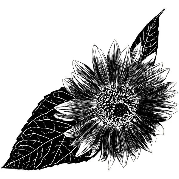 Подсолнух Листьями Черно Белая Художественная Ручная Иллюстрация Цветов Скетч Нарисованный — стоковый вектор